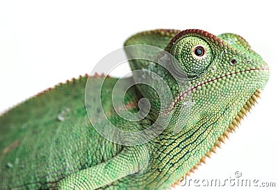 Chameleons - Chamaeleo calyptratus Stock Photo