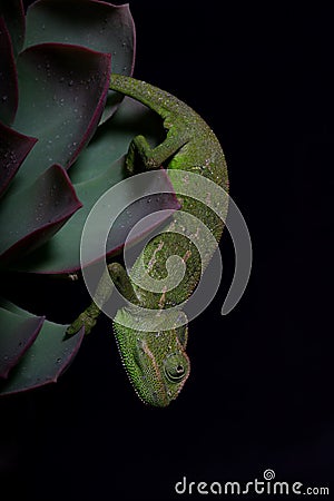 Chamelion on a succulent studio photo Stock Photo