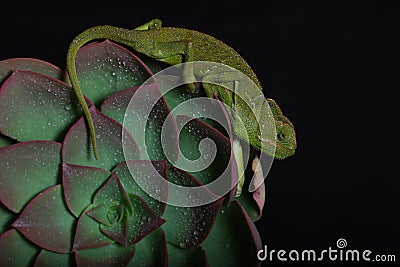 Chamelion on a succulent studio photo Stock Photo