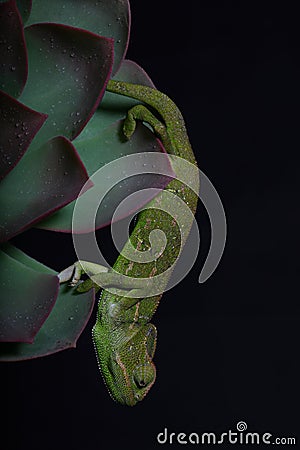 Chamelion on a succulent studio photo Stock Photo