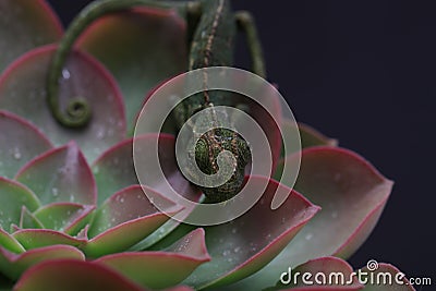 Chamelion on a succulent studio photo Stock Photo