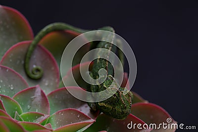 Chamelion on a succulent studio photo Stock Photo