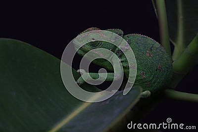 Chamelion on a succulent studio photo Stock Photo