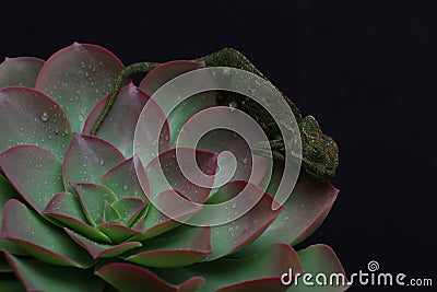 Chamelion on a succulent studio photo Stock Photo