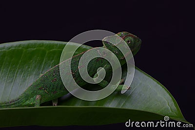 Chamelion on a succulent studio photo Stock Photo