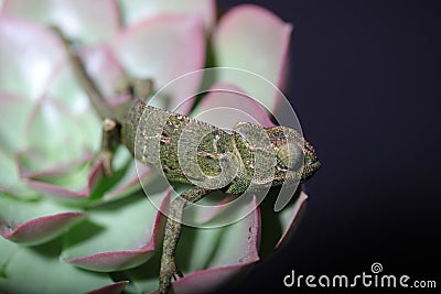 Chamelion on a succulent studio photo Stock Photo