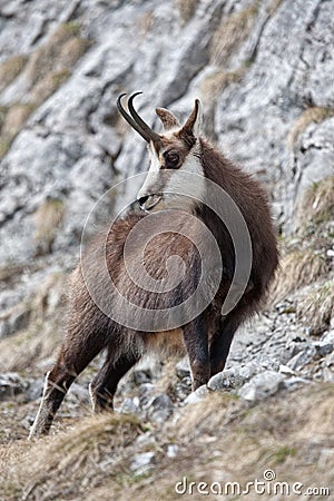 Chamois Stock Photo