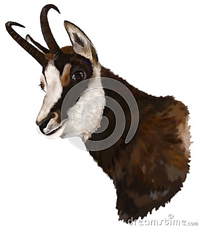 Chamois Stock Photo