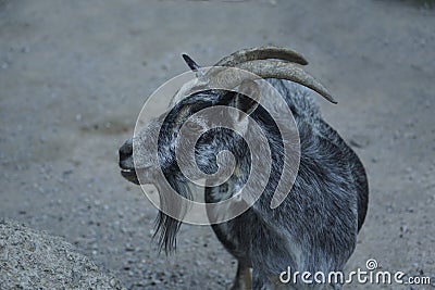 chamois artiodactyl mammal Stock Photo