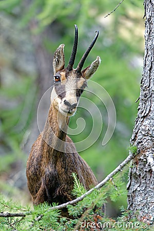 A chamois in the Ecrins National Park Stock Photo