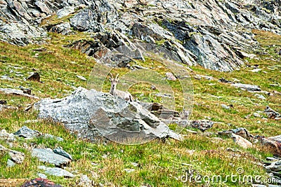 Chamois goat lying on a mountain ridge Stock Photo