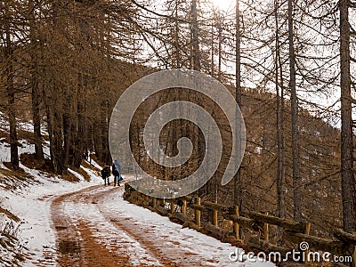 Couple walks through forest in snow Editorial Stock Photo