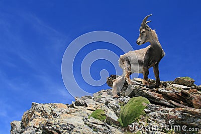 Chamois in Mountains Stock Photo