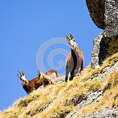 Chamois (Rupicapra Carpatica) in mountain High Tatras, Poland Stock Photo
