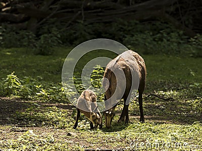 Chamois Rupicapra rupicapra. Karlsruhe, Germany Stock Photo