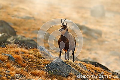 Chamois, Rupicapra rupicapra, on the rocky hill with autumn grass, mountain in Gran PAradiso, Italy. Wildlife scene in nature. Ani Stock Photo