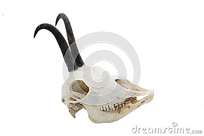 Chamois rupicapra rupicapra carpatica, Mammal, Horns Stock Photo