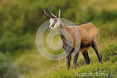 Chamois - Rupicapra rupicapra Stock Photo