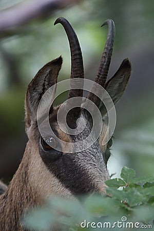 Chamois & x28;Rupicapra rupicapra& x29; Vosges Mountains, France Stock Photo