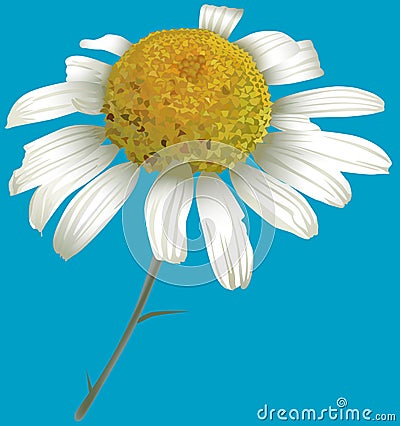 Chamomile Vector Illustration