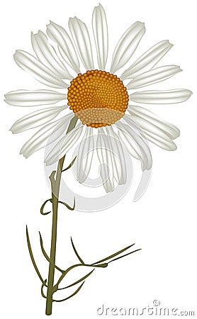 Chamomile Vector Illustration