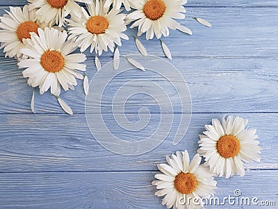 Chamomile on a blue wooden background invitation texture festive greeting bloom Stock Photo