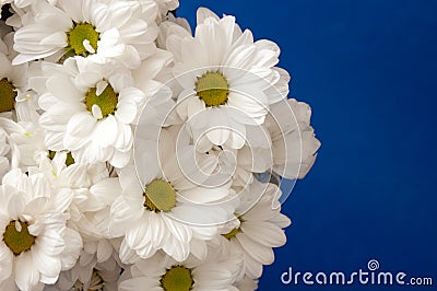 Chamomile bunch on blue background with copy space, holiday background Stock Photo