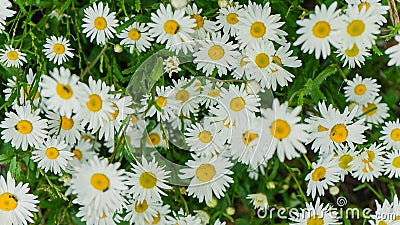 Chamomile bunch in a flower bed summer panoramic background Stock Photo