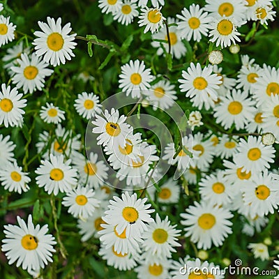 Chamomile bunch in a flower bed summer square background Stock Photo