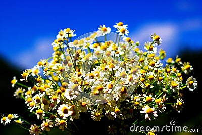 Chamomile fresh natural herbal plant bouquet Stock Photo