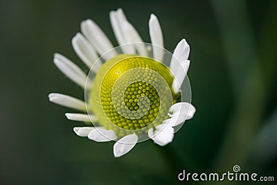 Chamomile or camomile flower closeup. Beautiful detail Stock Photo