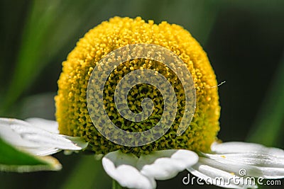 Chamomile or camomile flower closeup. Beautiful detail Stock Photo