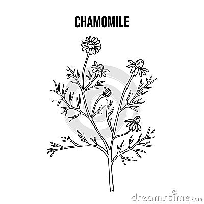 Chamomile or camomile Matricaria chamomilla , medicinal plant Vector Illustration