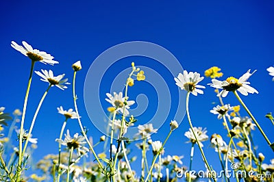 Chamomile(Camomile) and Rapeseed (Brassica napus) with blue sky Stock Photo