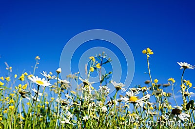 Chamomile(Camomile) and Rapeseed (Brassica napus) with blue sky Stock Photo