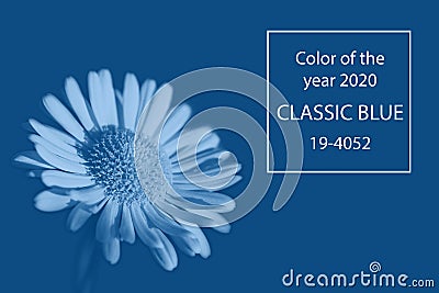 Chamomile in color Pantone classic blue 2020. Editorial Stock Photo