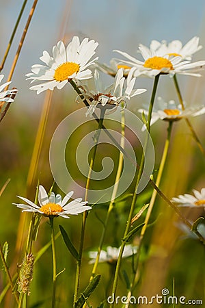 Chamomile is cosmetic, in creams, soaps, shampoos, Stock Photo