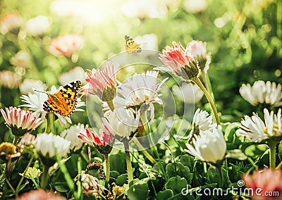 Chamomile daisies in green field with sunshine and flying butterfly. Summer natural landscape Stock Photo