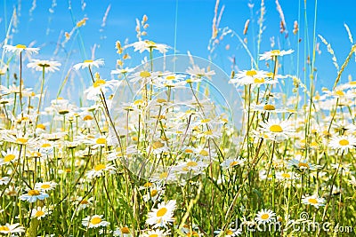 Chamomile daisies summer field. Summer flowering meadow. Stock Photo