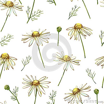 Chamomile or Daisy bouquets, white flowers. Realistic botanical sketch on white background for design, hand draw Cartoon Illustration