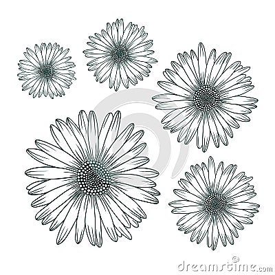 Chamomile daisy close up top view. Isolated botanical floral design element Vector Illustration