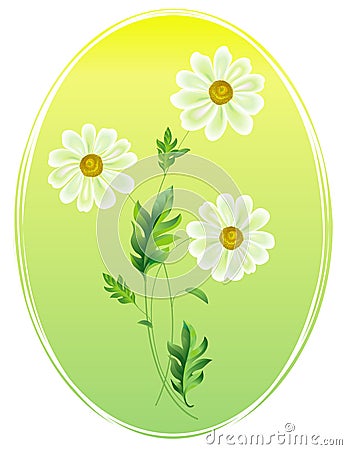 Chamomile, daisy flower Vector Illustration