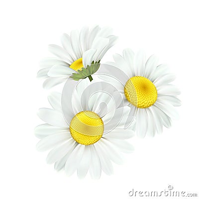 Chamomile daisy flower isolated on white background. Vector illustration Vector Illustration