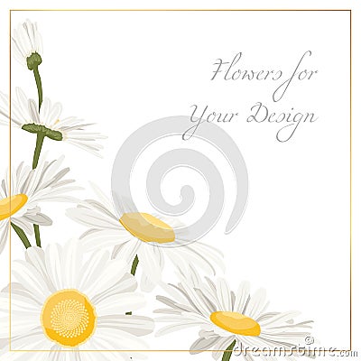 Chamomile daisy flowers herbs bouquet isolated Vector Illustration