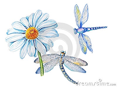 Chamomile and dragonfly on an isolated white background Stock Photo