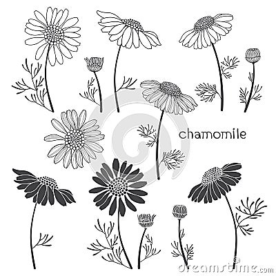 Chamomile, elements for design on a white background. V Vector Illustration