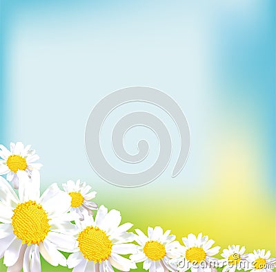 Chamomile field flower bouquet greeting card Vector Illustration