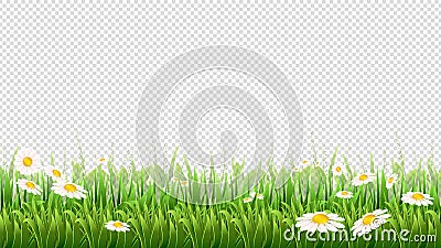 Chamomile field. Green grass, flowers and herbs border. Natural park or meadow isolated on transparent background Vector Illustration