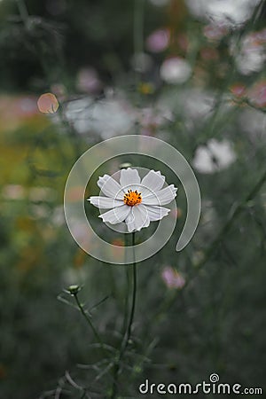 Chamomile floral blooming flower in garden bed natural vertical photography in moody unsaturated color style Stock Photo
