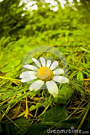 chamomile Flower Stock Photo